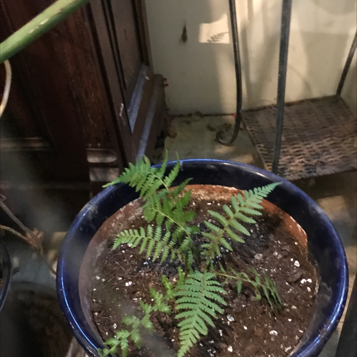 Photo of the plant species Cooper's Frostmat by Greg named Cricky on Greg, the plant care app