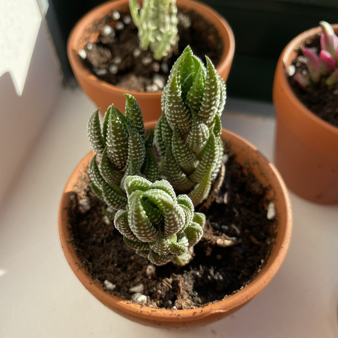 Zebra Wart plant in a terracotta pot with visible soil, well-framed and in focus.