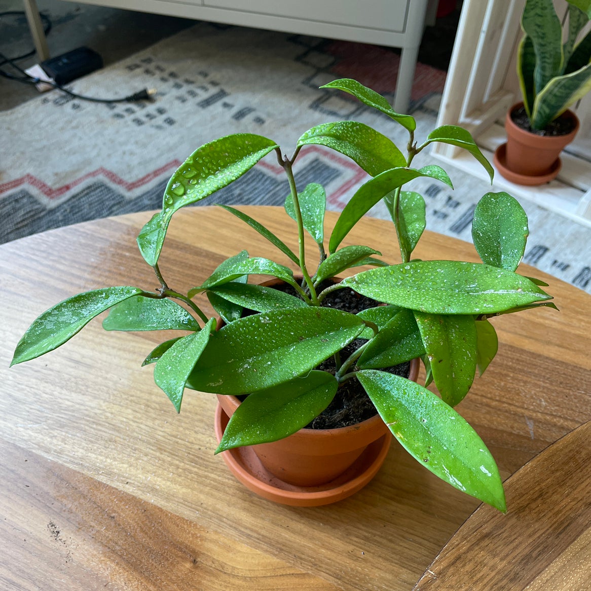 Porcelain Flower plant in a pot with vibrant green leaves and water droplets.