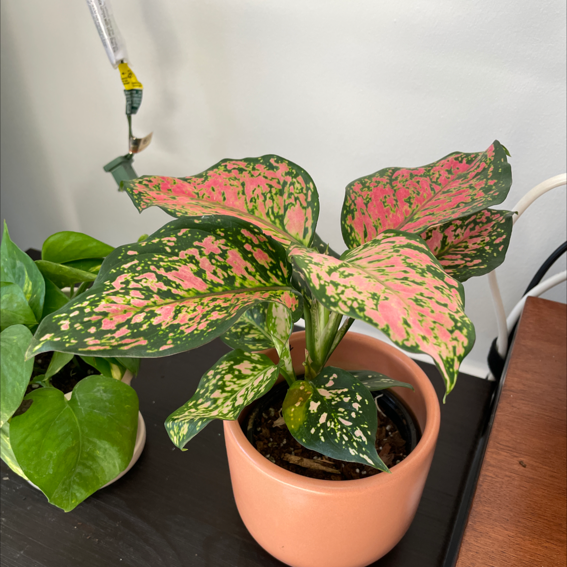 Chinese Evergreen 'Wishes' plant with green and pink variegated leaves in a pot.