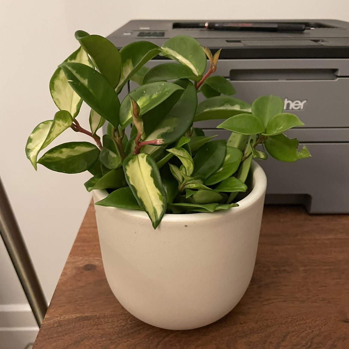 Photo of the plant species Hoya Carnosa Tricolor by @sonia named Hoya Carnosa - Tri color on Greg, the plant care app