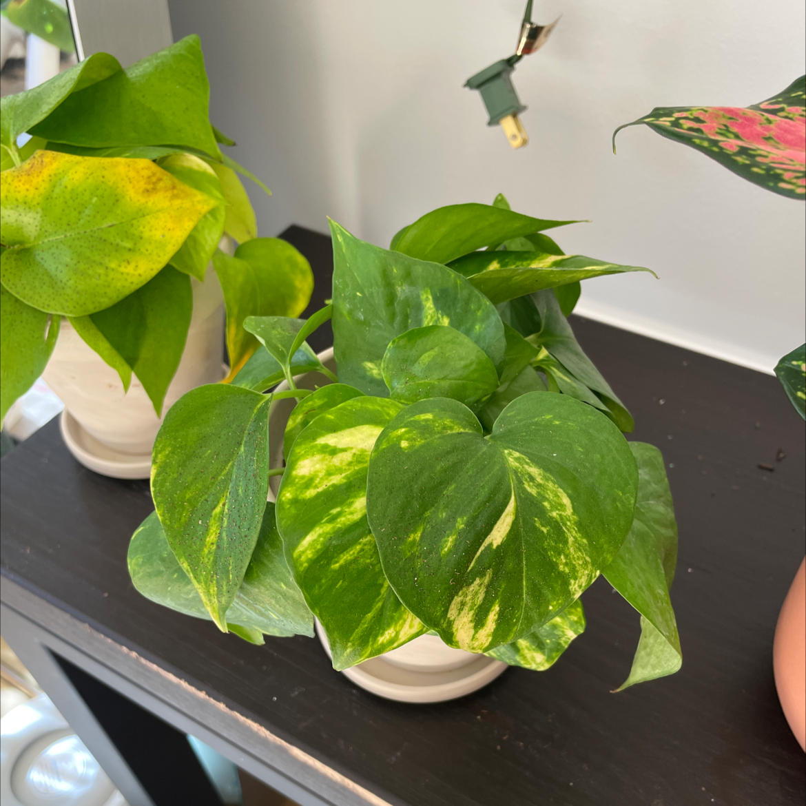 Hawaiian Pothos plant with vibrant green leaves and variegation on a shelf.