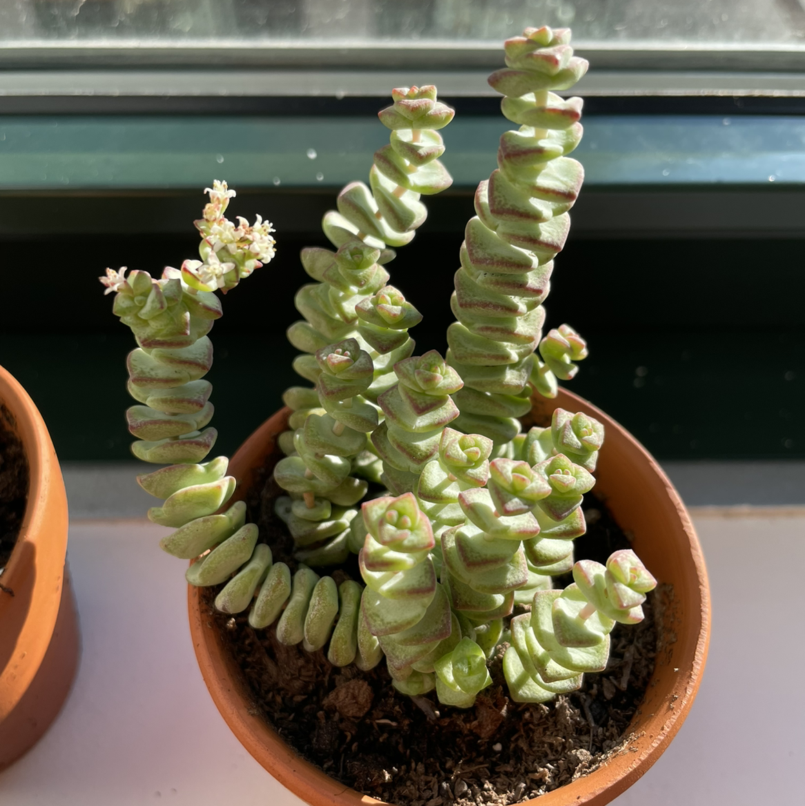 Photo of the plant species Crassula Rupestris by @sonia named Your plant on Greg, the plant care app