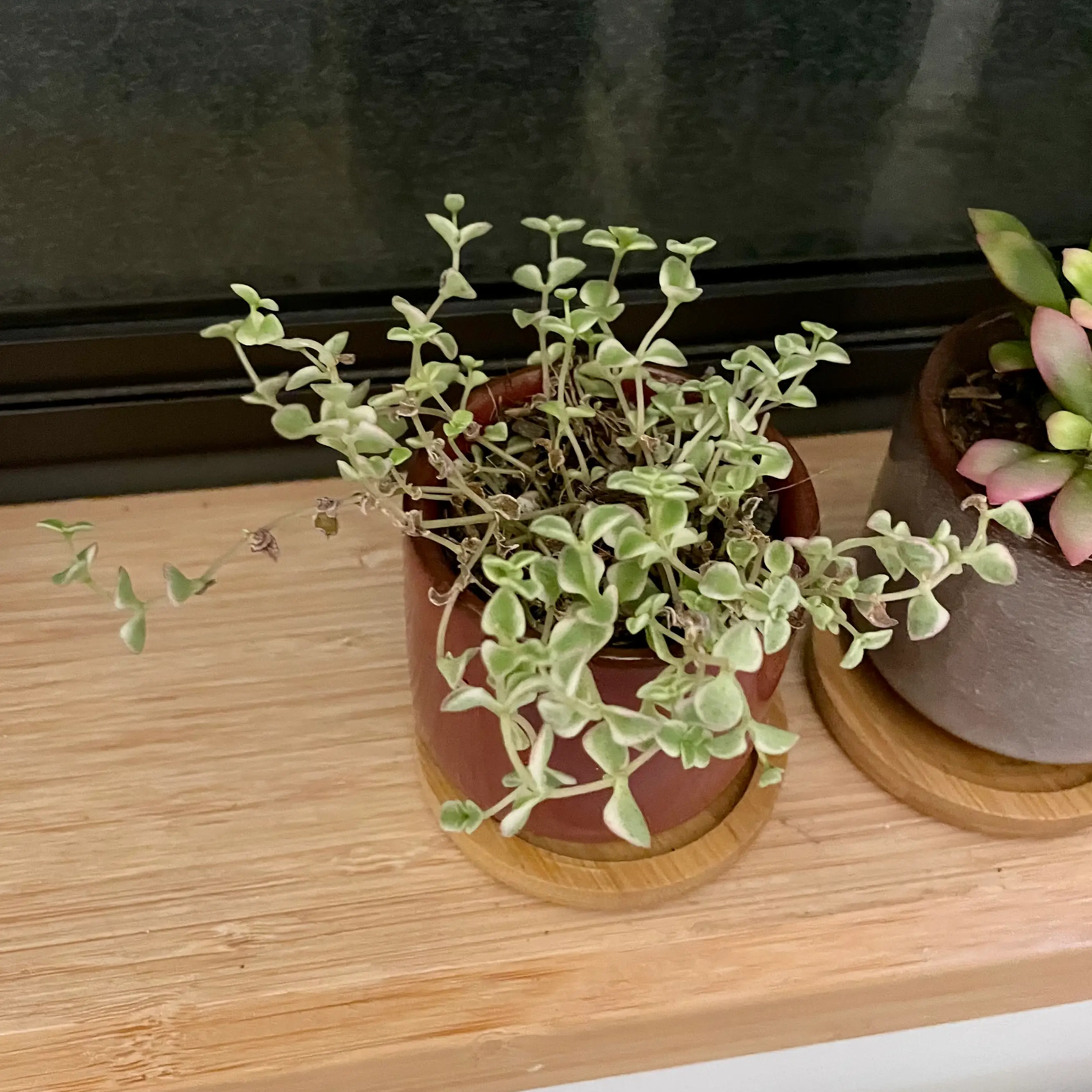Potted Sedum 'Little Missy' plant on a wooden surface, another plant partially visible.