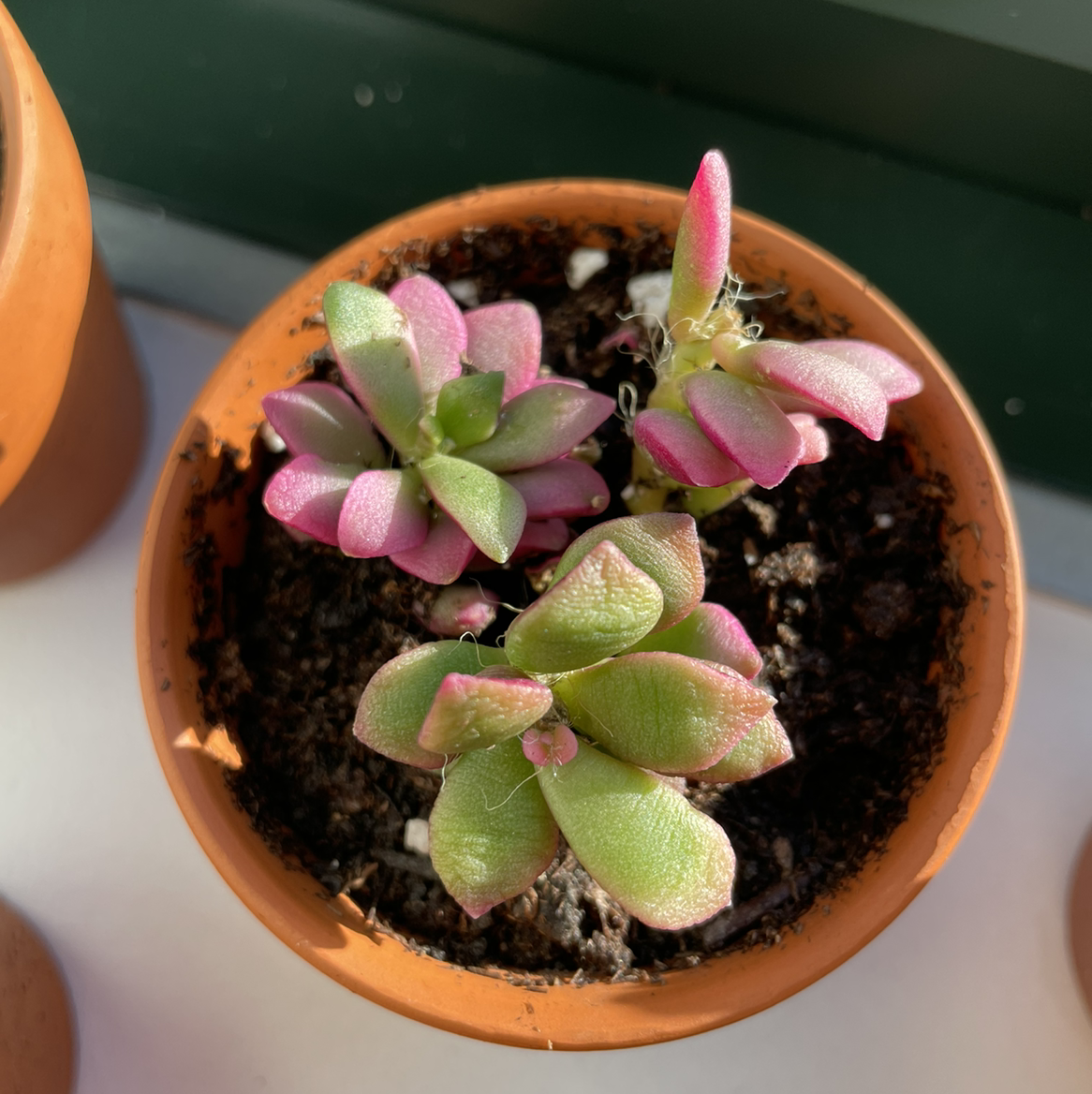 Photo of the plant species Sand Rose by @sonia named Your plant on Greg, the plant care app