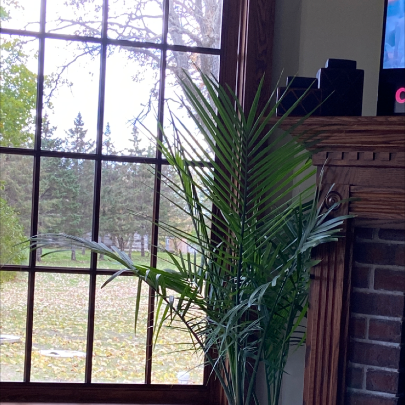 Canary Island Date Palm indoors near a window, healthy green fronds.