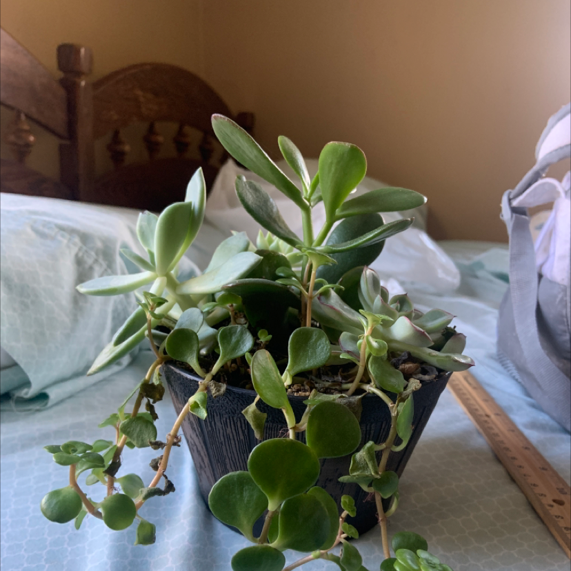 Lucky Plant plant photo by @phrog named Naomi on Greg, the plant care app.