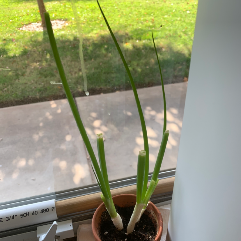 Photo of the plant species Long Green Onion by @Kjpennington named Gates on Greg, the plant care app