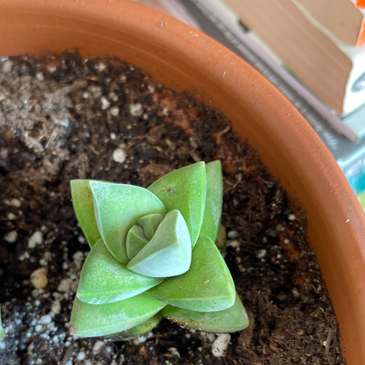 Crassula 'Moonglow' succulent in a terracotta pot with visible soil.