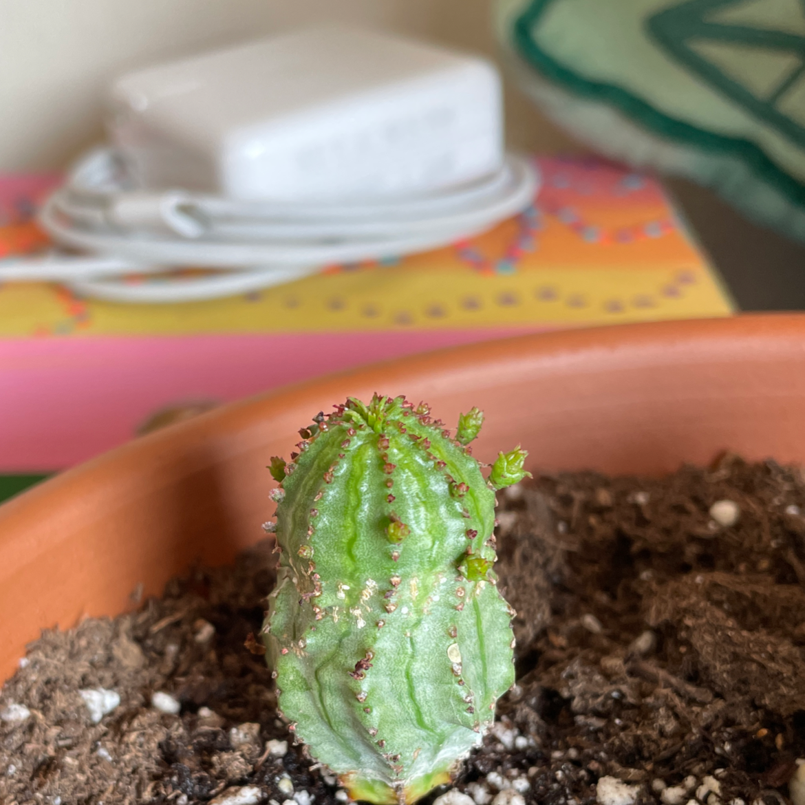 Corncob Cactus in a pot with visible soil, appears healthy.