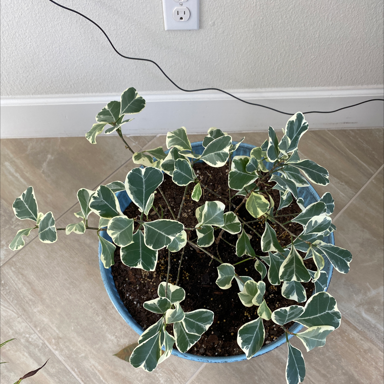 Potted Fortune's Spindle plant with variegated leaves in a blue pot.