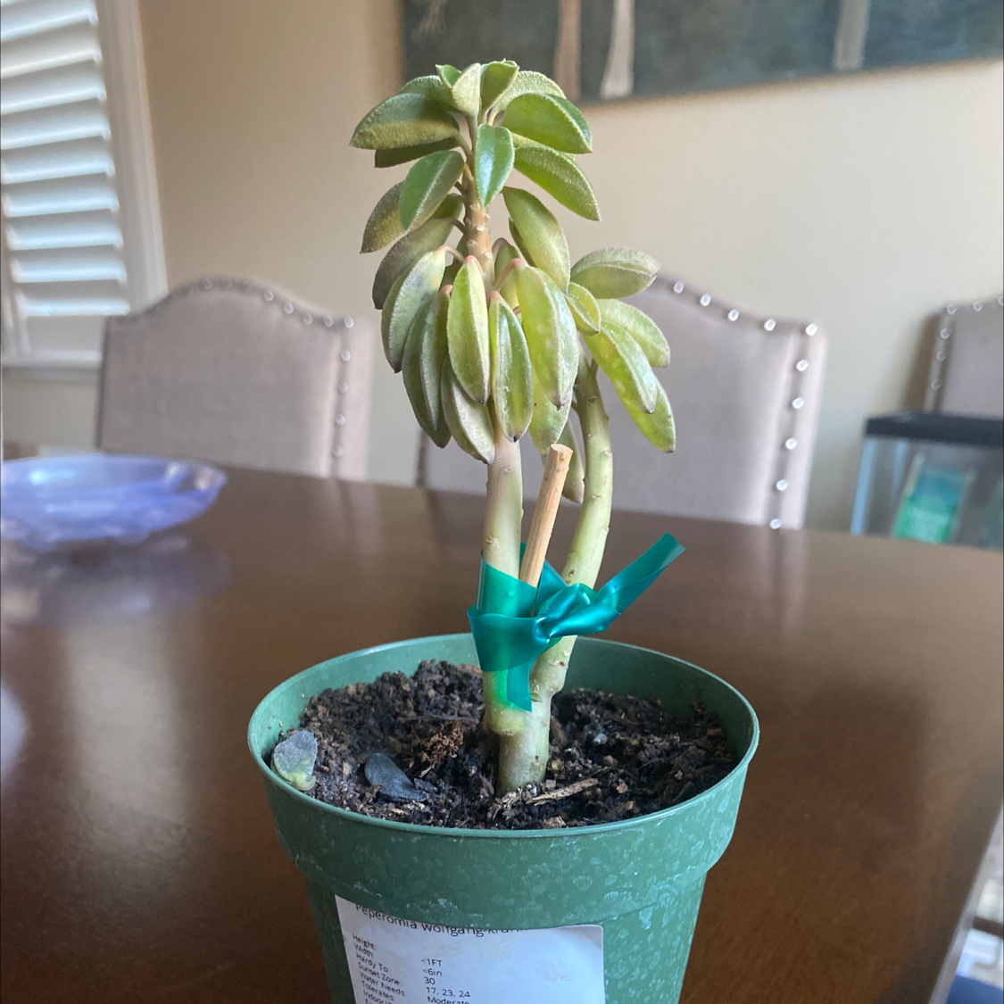 Photo of the plant species Peperomia wolfgang-krahnii by Xenith named Baby Banana Tree on Greg, the plant care app