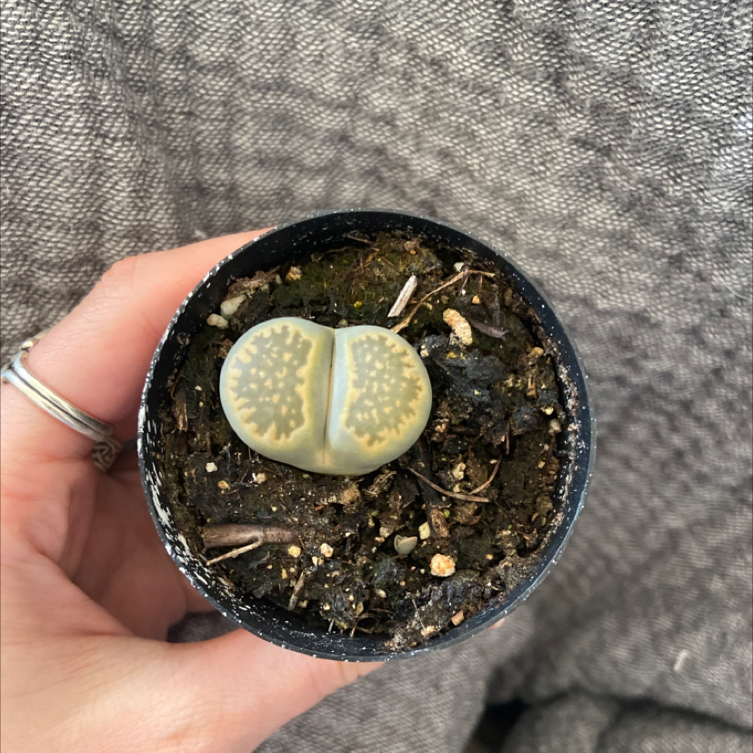 A healthy Rubra Lithops plant in a small pot, held by a hand.