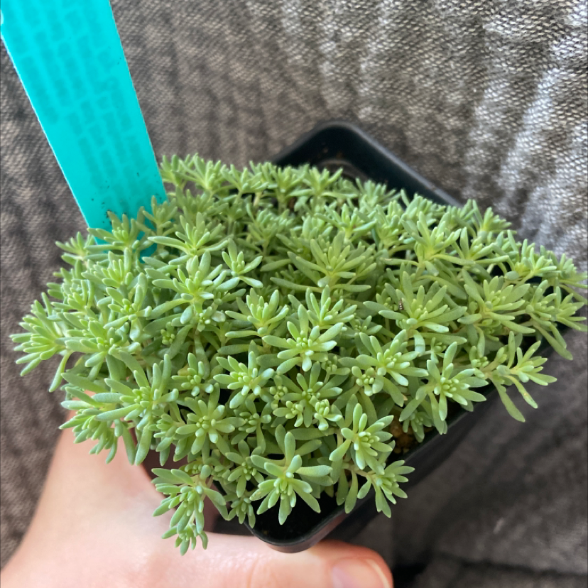 Healthy Spanish Stonecrop succulent in a small pot, held by a hand.