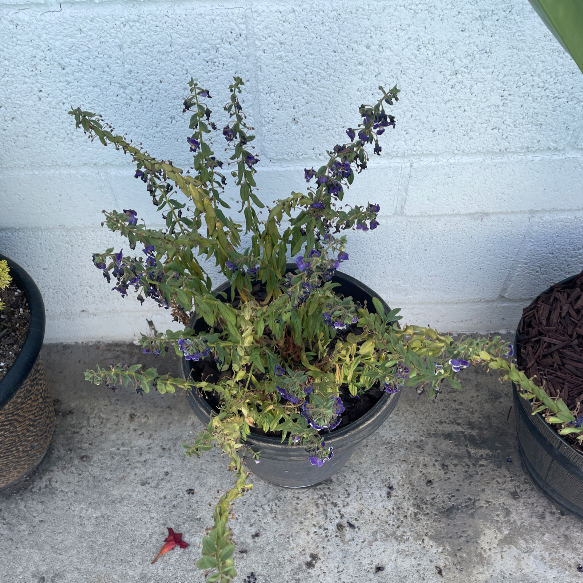 Potted Mealycup Sage plant with purple flowers, some yellowing and browning leaves.