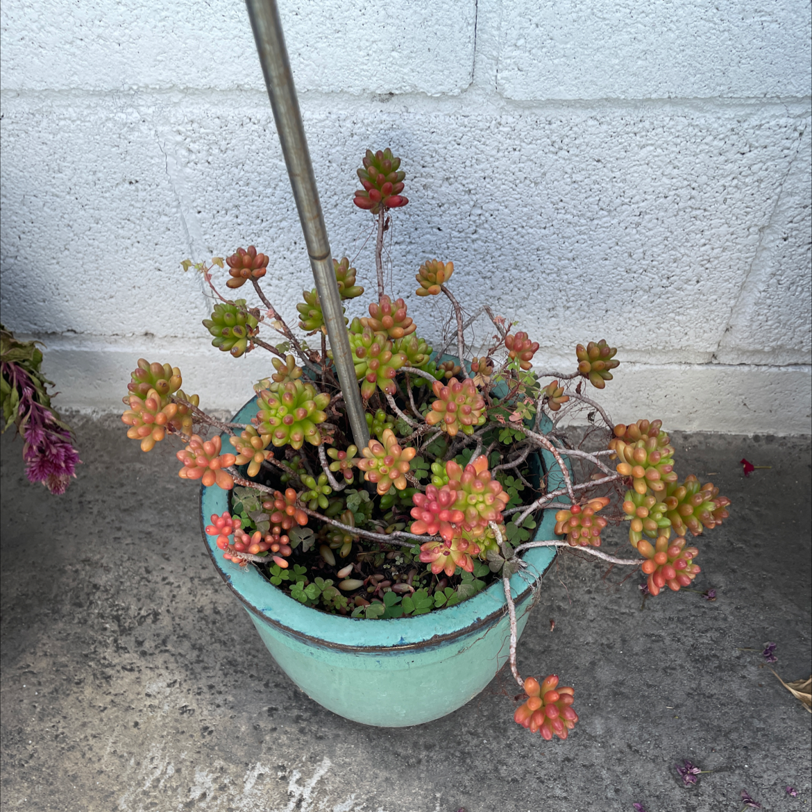 Potted Palmer's Sedum plant with reddish-hued leaves in a green pot.