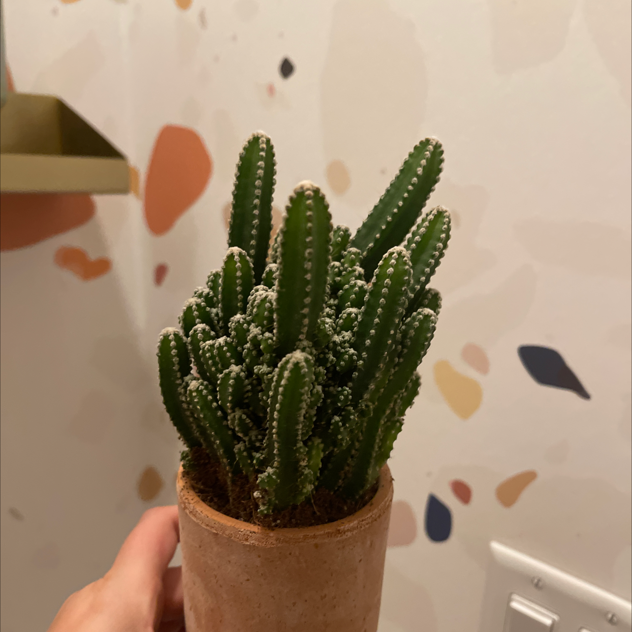 Photo of the plant species Night-Blooming Cereus by Jessica named Prick on Greg, the plant care app