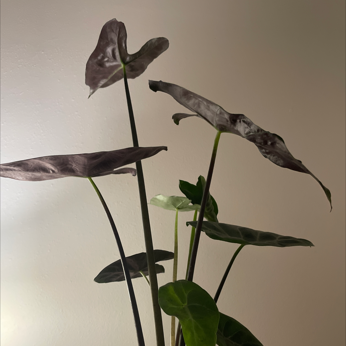 Alocasia nebula 'Imperialis' with several leaves, some wilting or curling.