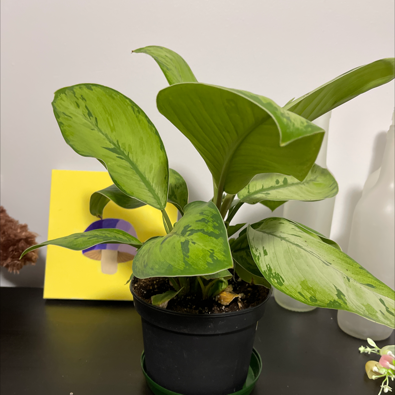 Homalomena 'Selby' plant photo by @Riggsbaby named Pele on Greg, the plant care app.