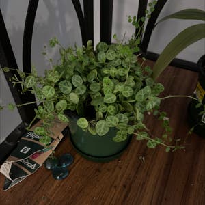 Peperomia Prostrata plant photo by @Riggsbaby named Pepper on Greg, the plant care app.
