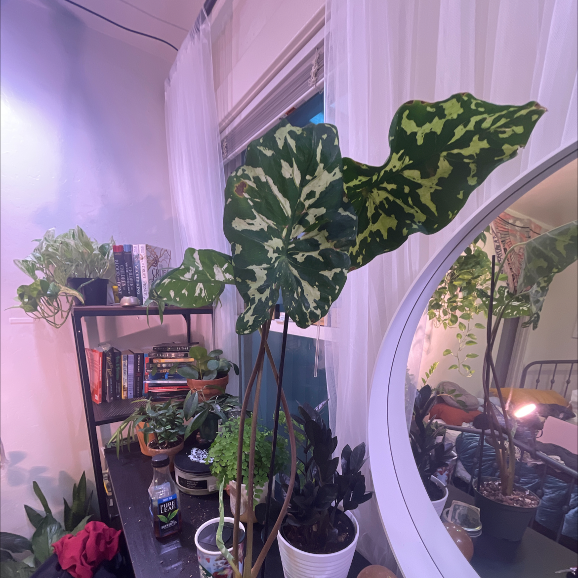 Caladium Hilo Beauty plant with variegated leaves indoors on a table with other plants.