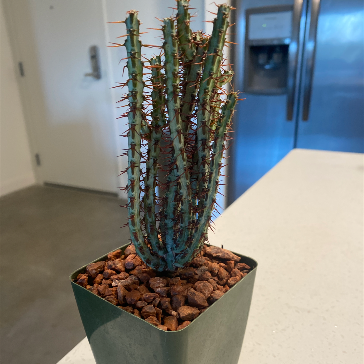 Photo of the plant species Miniature Saguaro by @NationalParks24 named Bryce on Greg, the plant care app