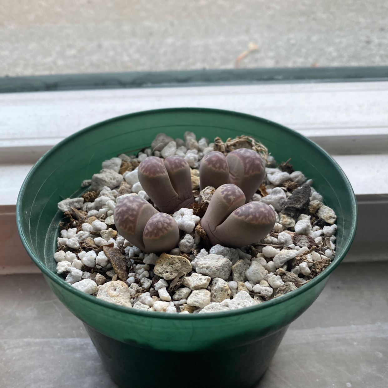 Photo of the plant species Living Stones by @NationalParks24 named Einstein on Greg, the plant care app