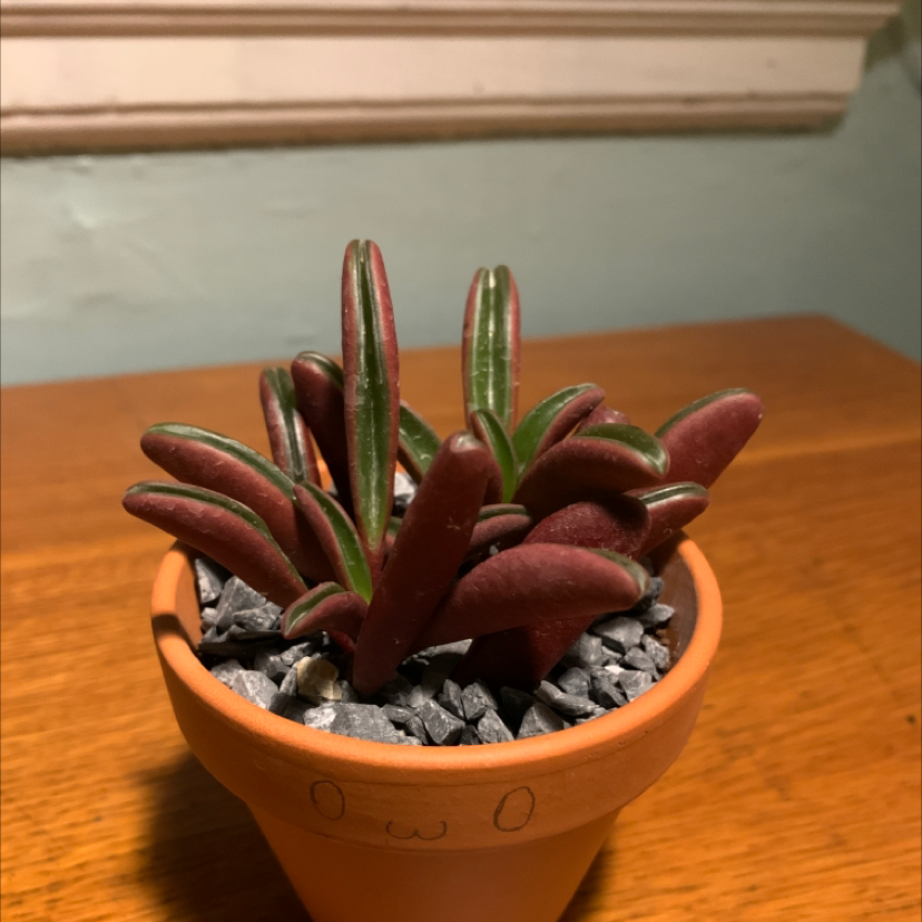 Photo of the plant species Ruby Glow Peperomia by Dan named pierre on Greg, the plant care app