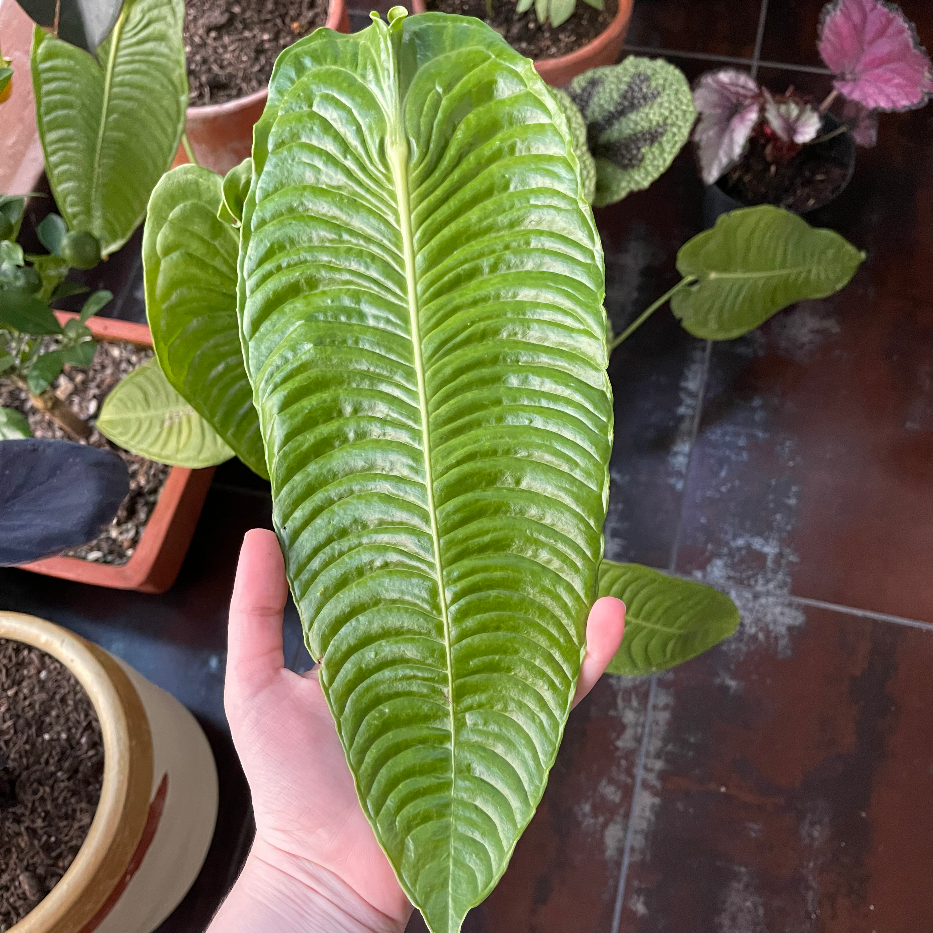 💧 How Much Humidity Does My Anthurium veitchii Need?