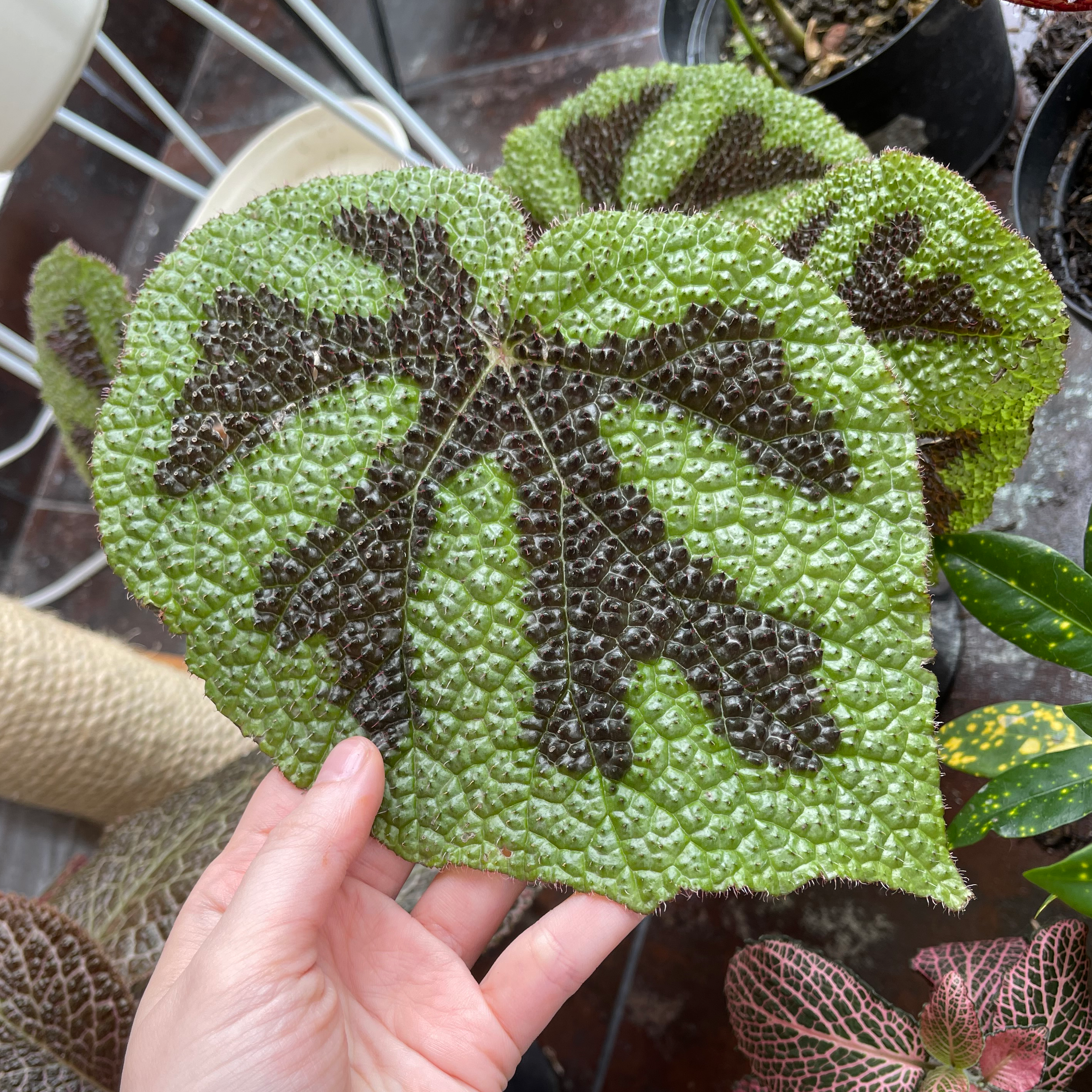 Close-up of a healthy Iron Cross Begonia leaf with distinctive dark markings, held by a hand.