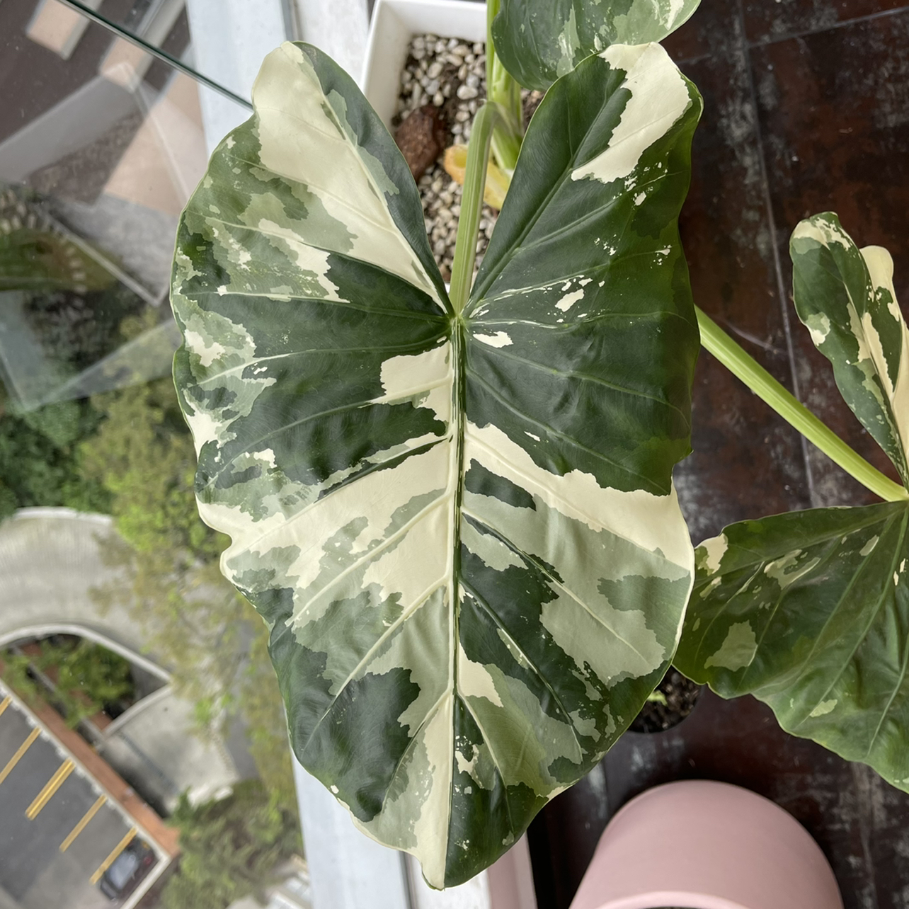 Variegated Alocasia plant with large, variegated leaves in green and cream colors.