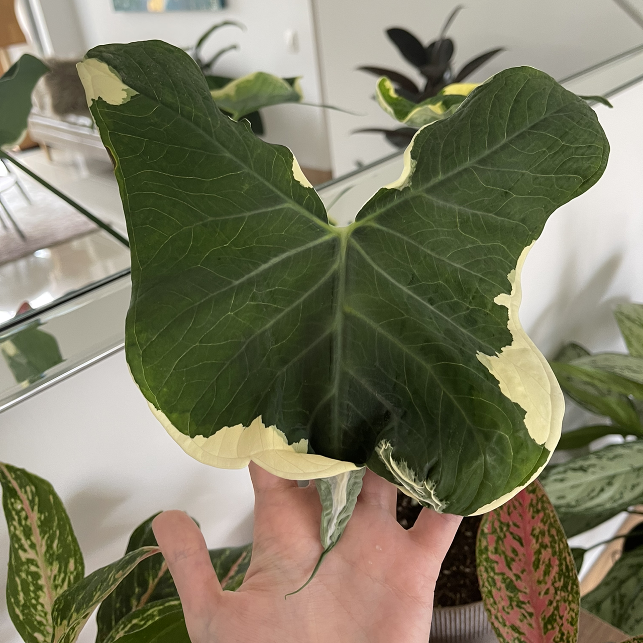 A healthy Mickey Mouse Taro leaf with white variegation, held by a hand.