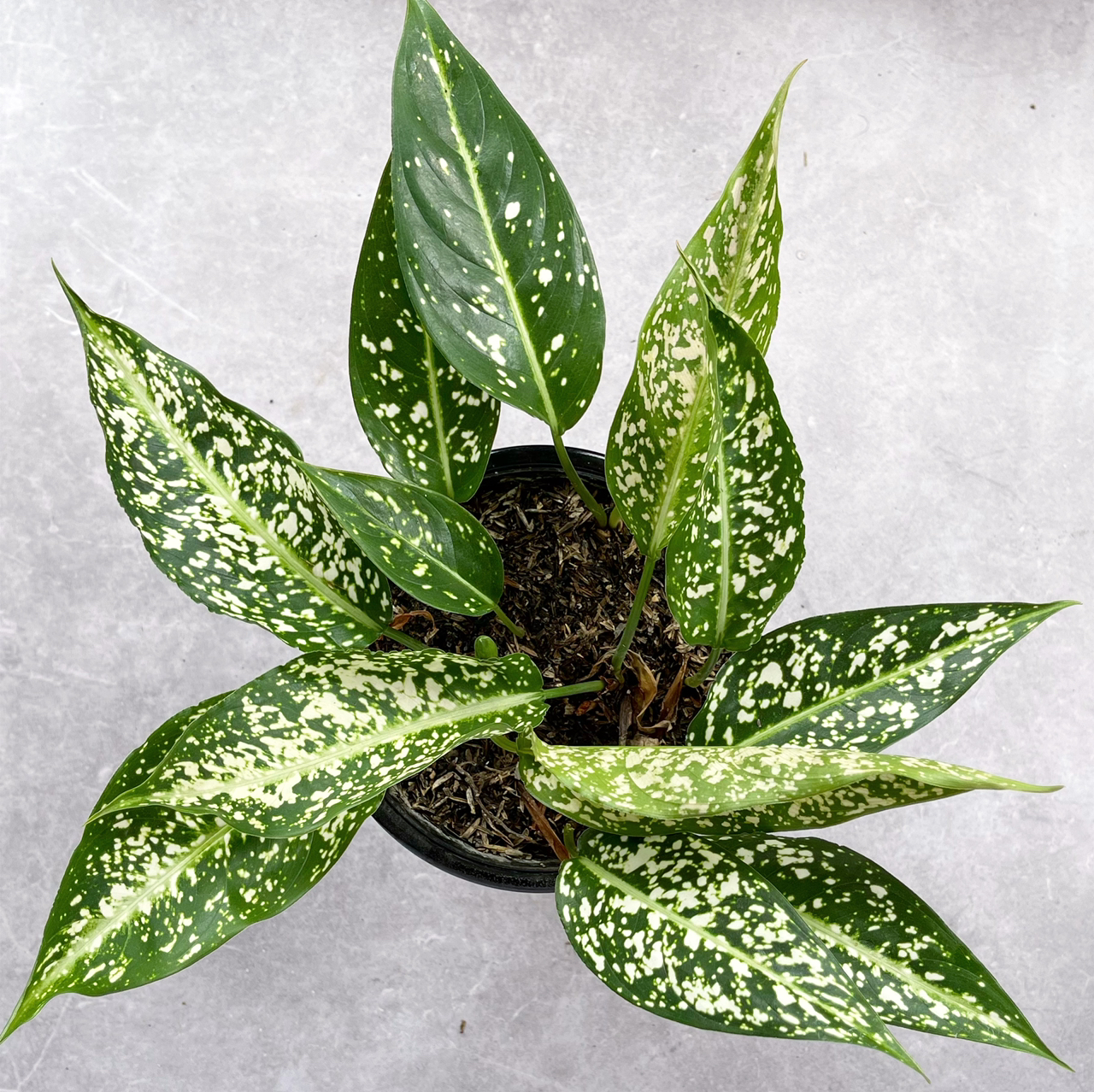 Aglaonema 'Spring Snow' plant with variegated green and white leaves in a pot.