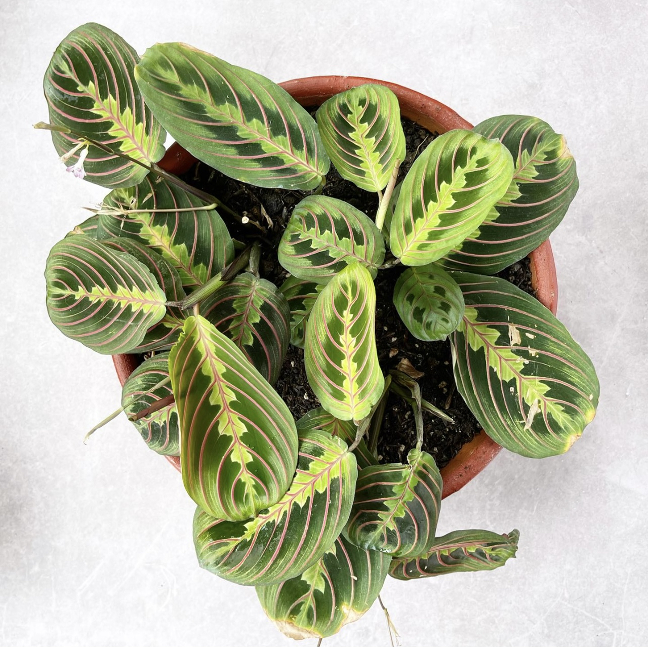 Photo of the plant species Green Prayer Plant by @nlondon2 named Maranta on Greg, the plant care app