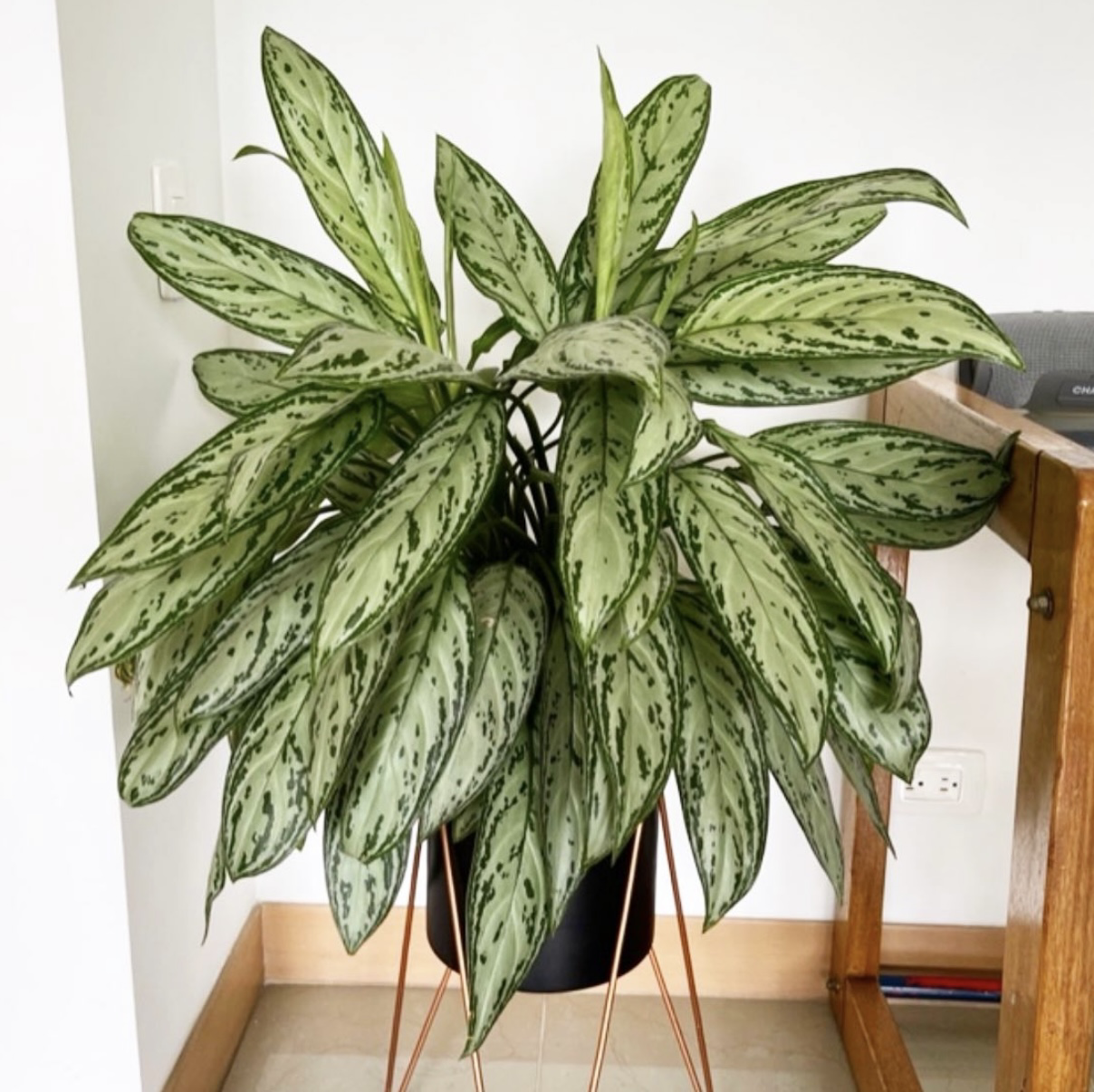 Photo of the plant species Chinese Evergreen by @nlondon2 named Dólar on Greg, the plant care app