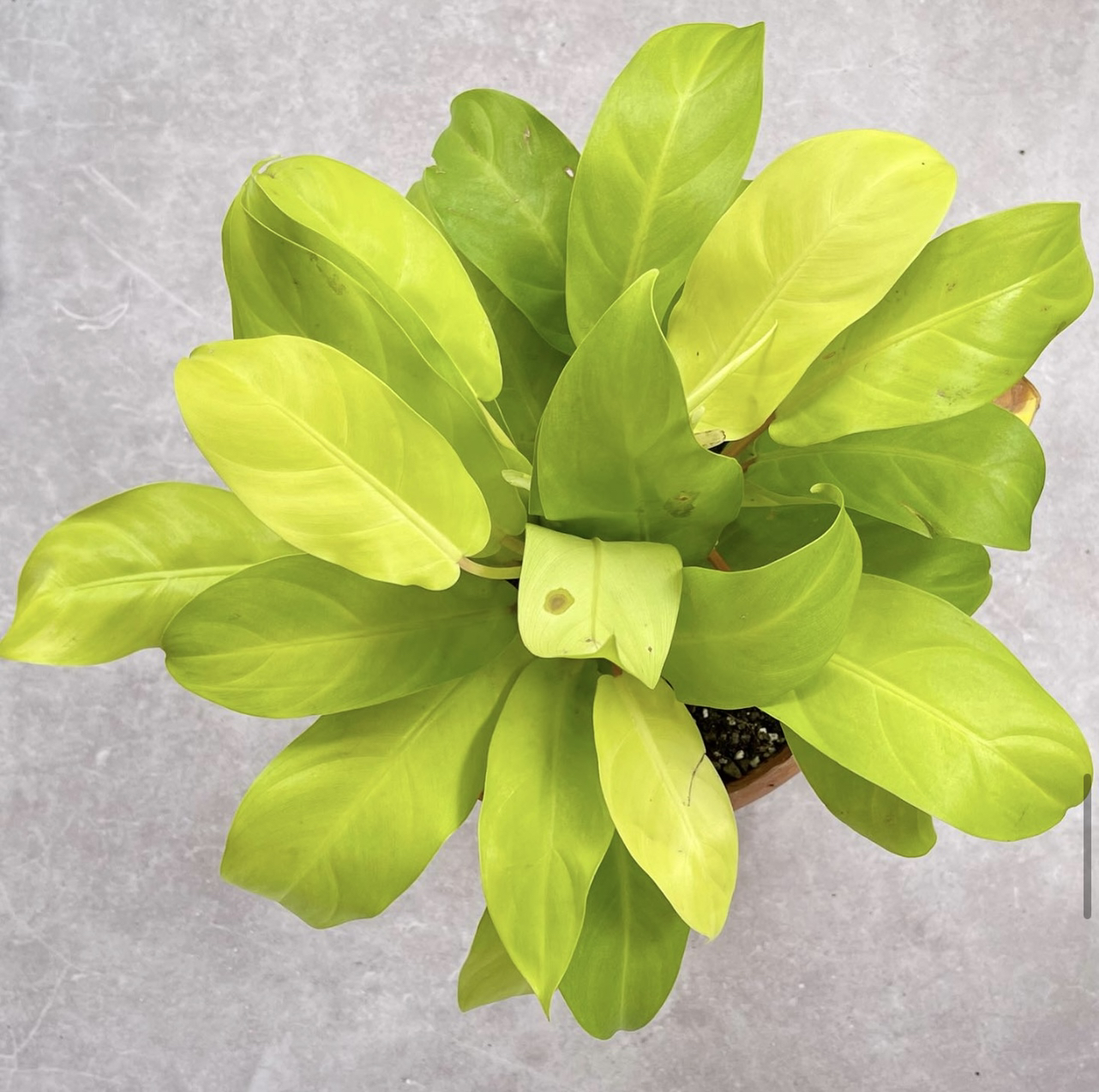 Photo of the plant species Philodendron 'Moonlight' by @nlondon2 named Limón on Greg, the plant care app