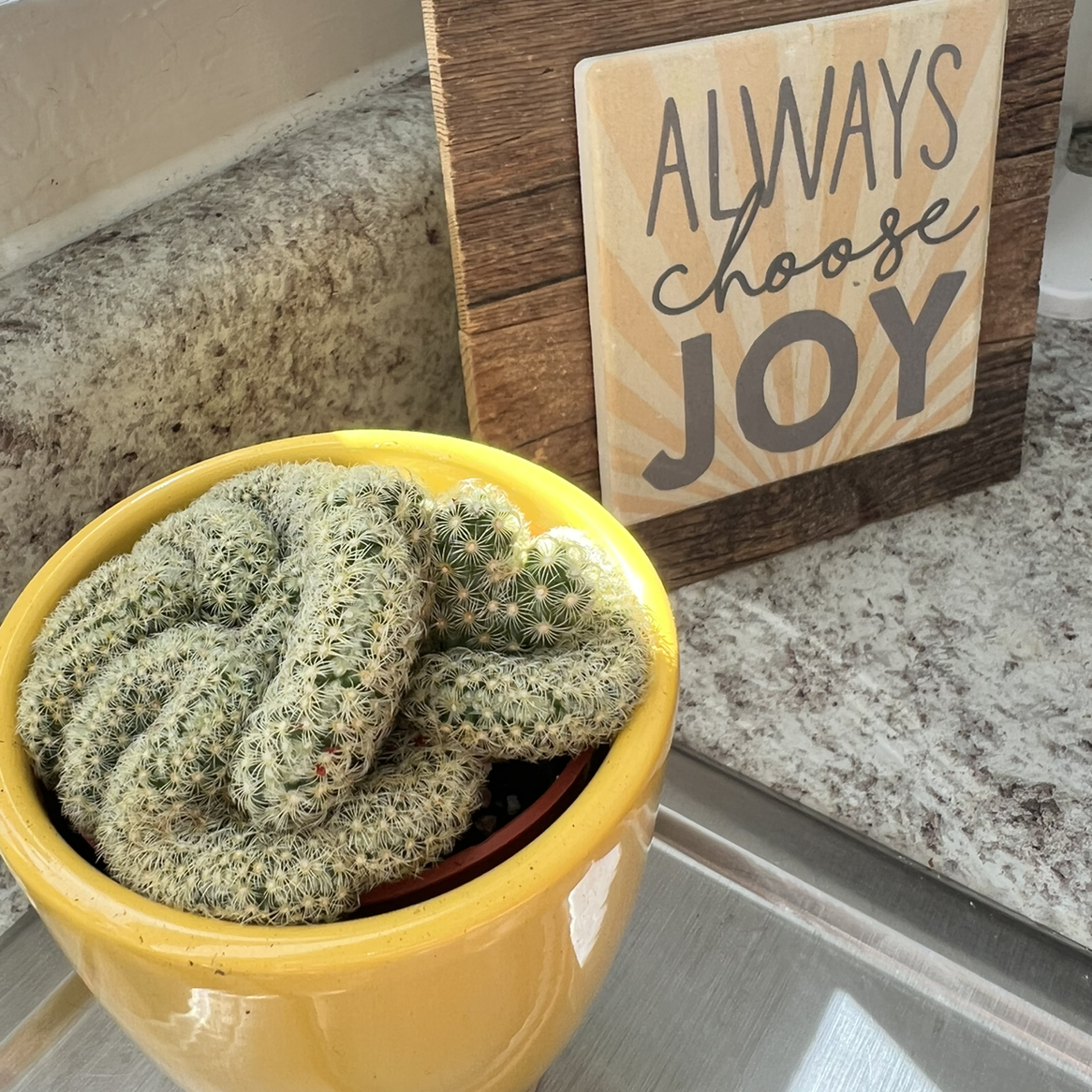 Photo of the plant species Echinofossulocactus palmillas by @Tracyyyy named Maya on Greg, the plant care app