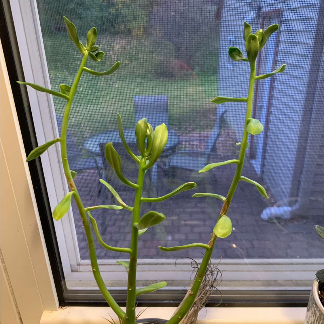 Tree Stonecrop plant with green leaves and tall stems near a window.