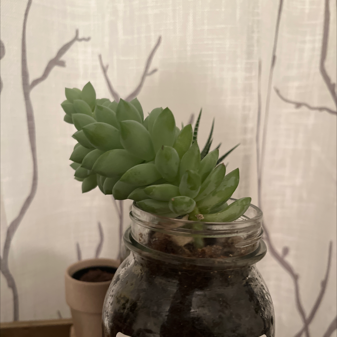 Burro's Tail plant photo by Eva named Gary on Greg, the plant care app.