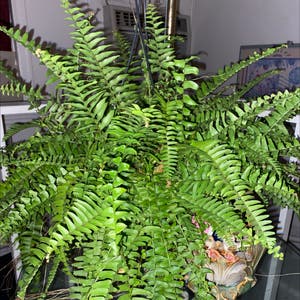 Boston Fern plant photo by @BiddlesBabe named Bigleef Smalls on Greg, the plant care app.