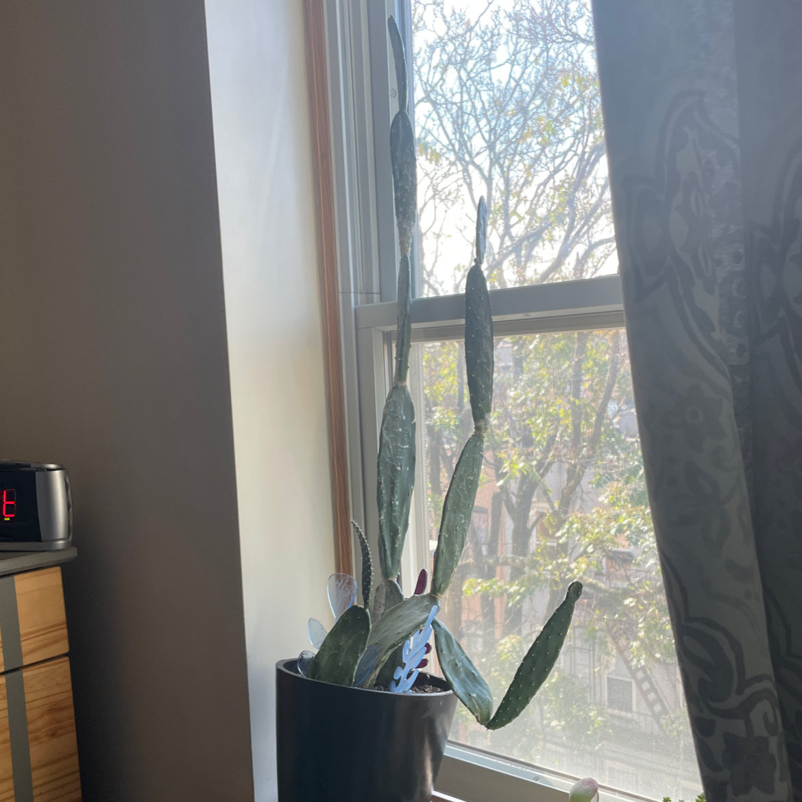 Smooth Prickly Pear plant photo by @Gracefulwander named Prickly on Greg, the plant care app.