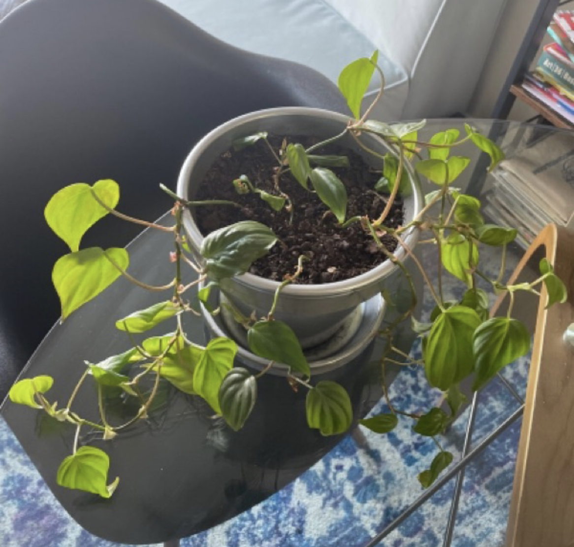 Philodendron Micans plant photo by @Gracefulwander named Phil Velvet on Greg, the plant care app.