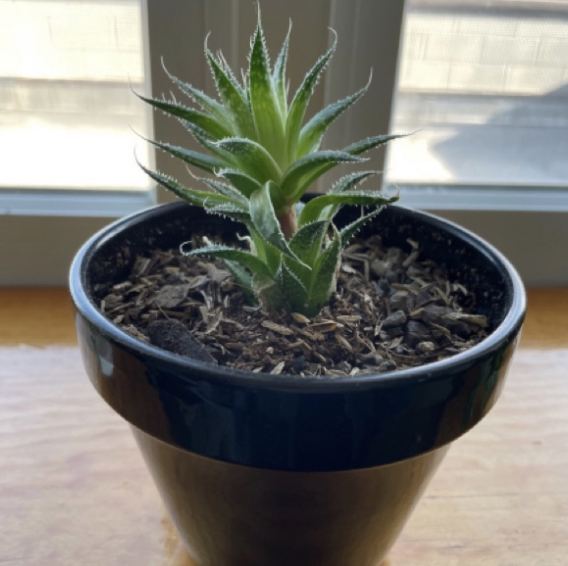 Zebra Plant plant photo by @Gracefulwander named Zeb on Greg, the plant care app.