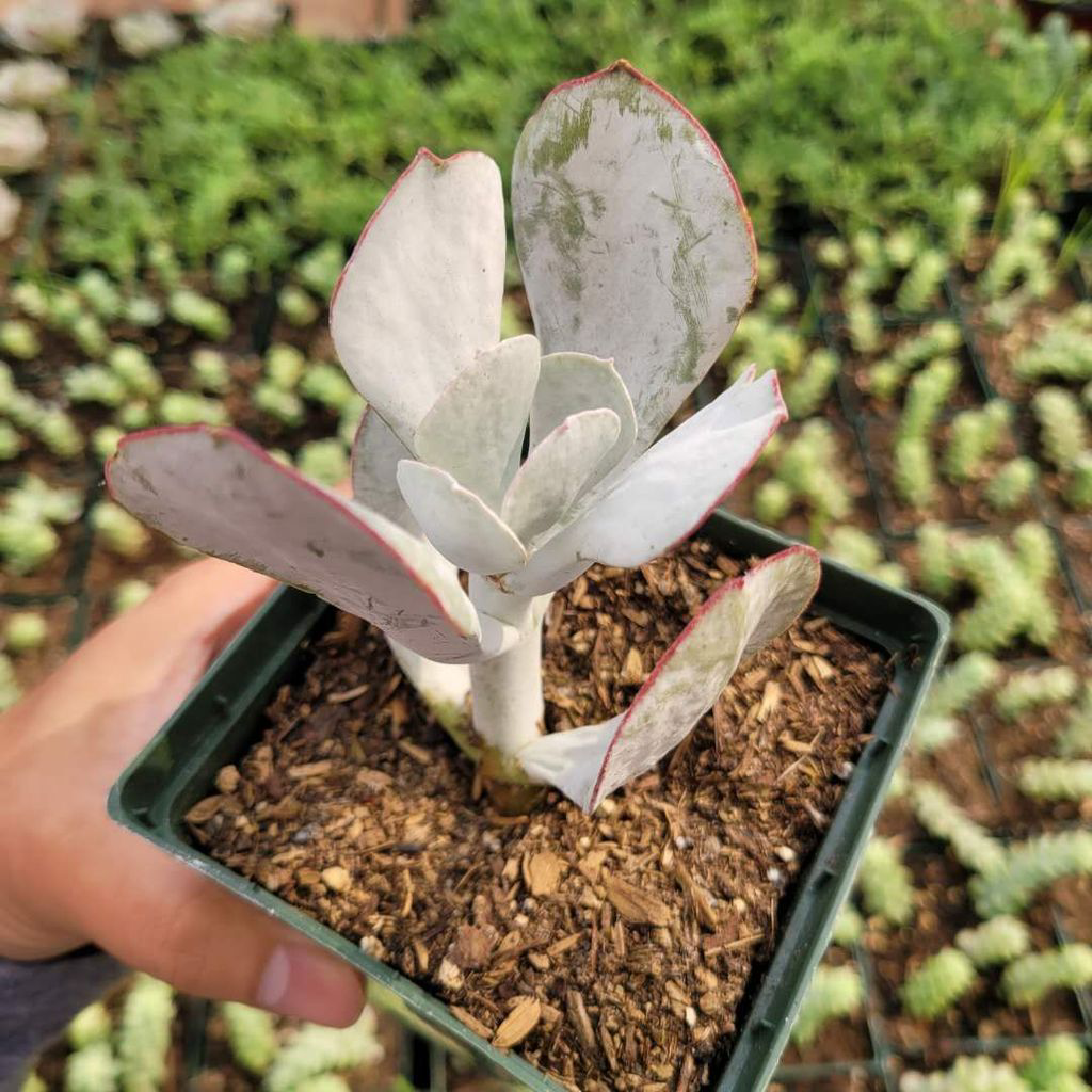 Pig's Ear plant (Cotyledon orbiculata) in a small pot with visible soil, held by a hand.