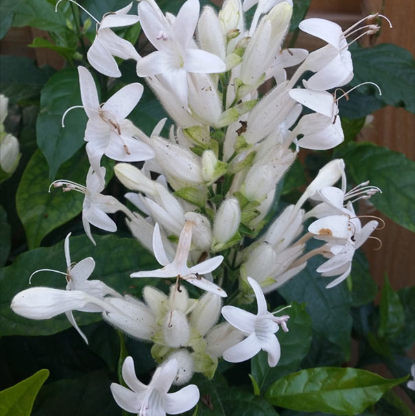 Photo of the plant species Whitfieldia by Owen named Whitfielda on Greg, the plant care app