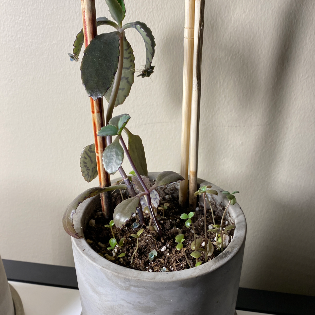 Potted Donkey Ears plant with visible soil and multiple small plants around the main stem.