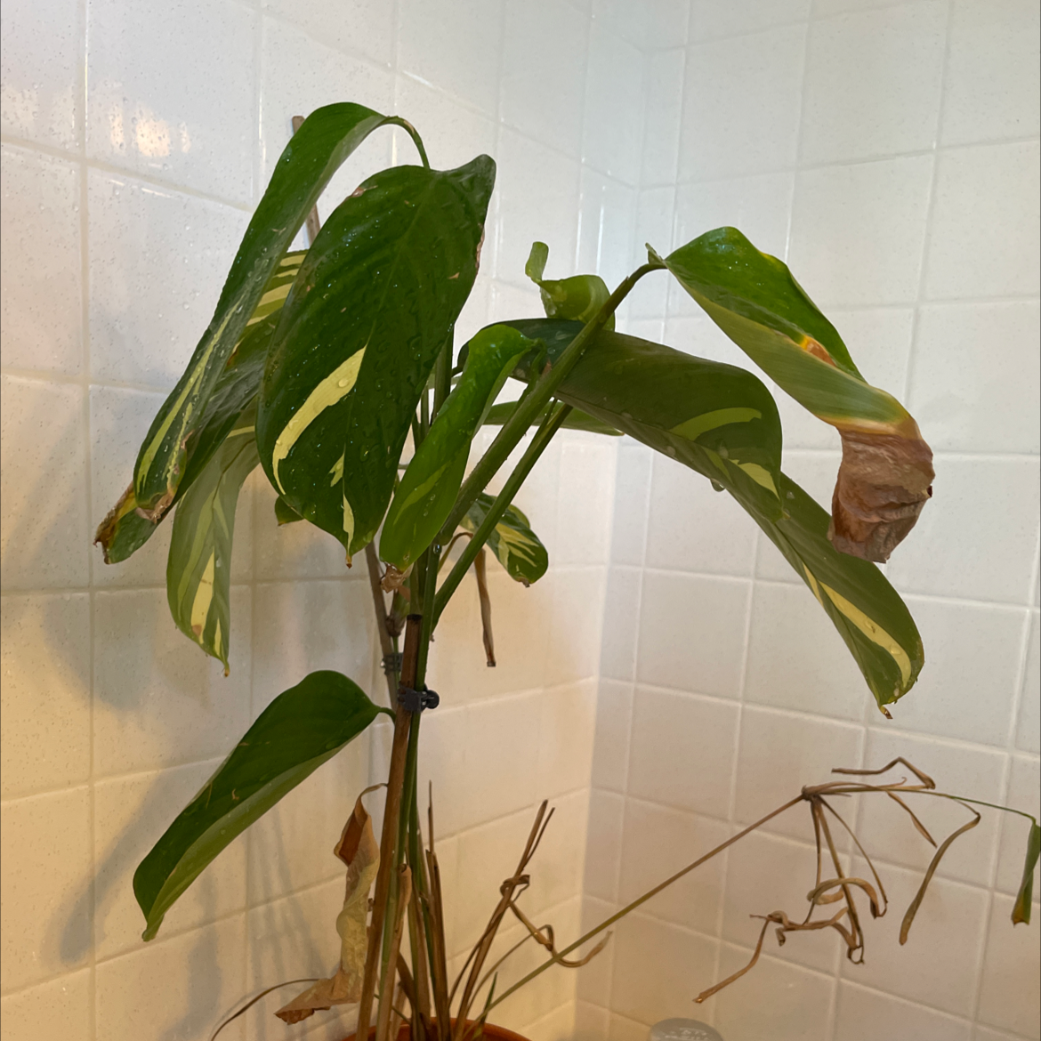 Photo of the plant species Bamburanta Plant by @Hannahgreve3 named Luz on Greg, the plant care app