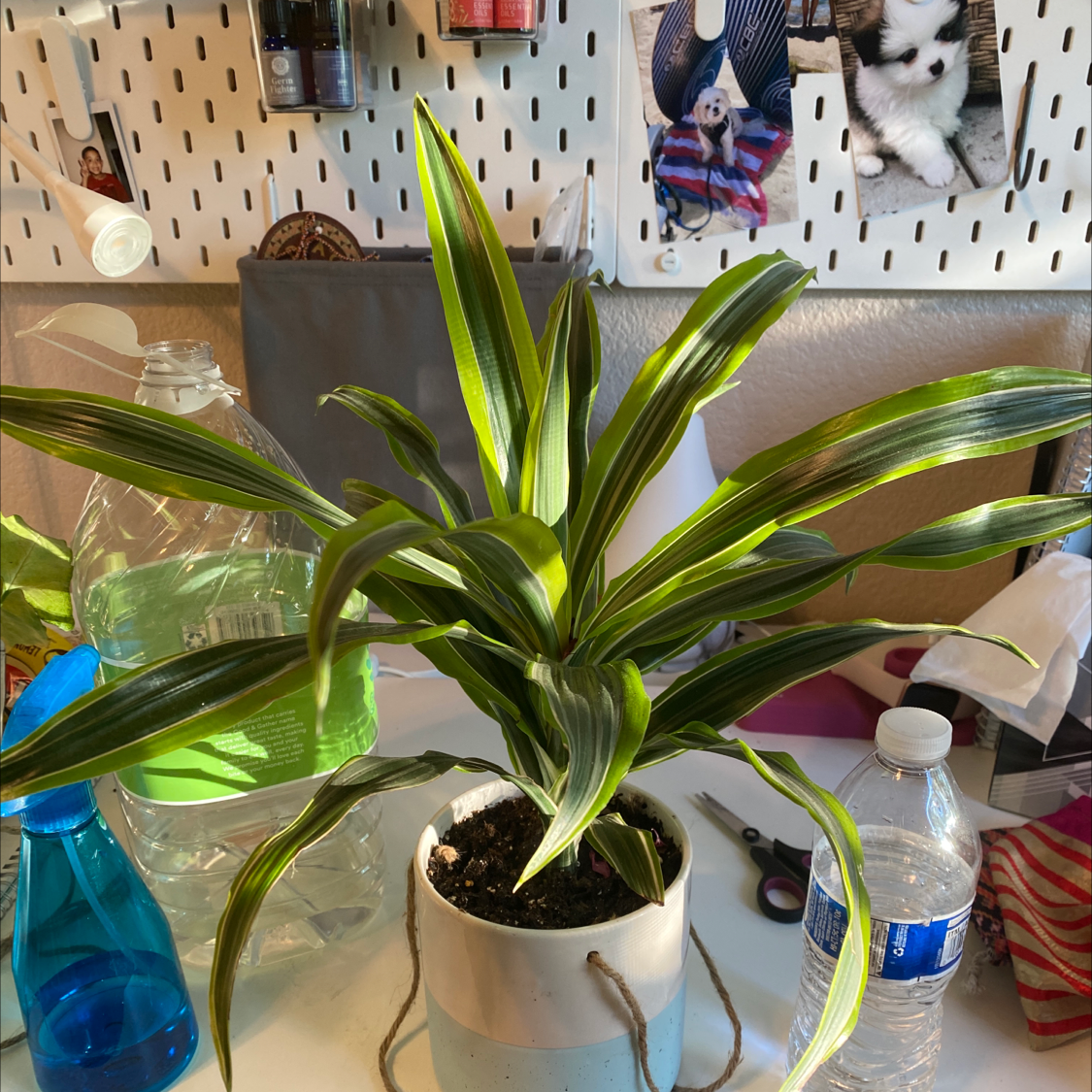 Dracaena 'Lemon Lime' plant in a white pot with vibrant green and yellow-striped leaves.