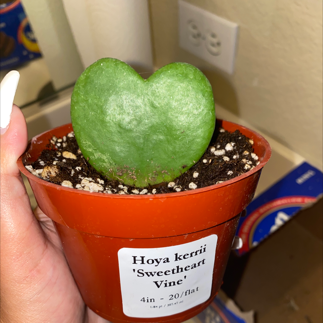 Sweetheart Hoya (Hoya kerrii) plant in a small pot with visible soil, held by a hand.