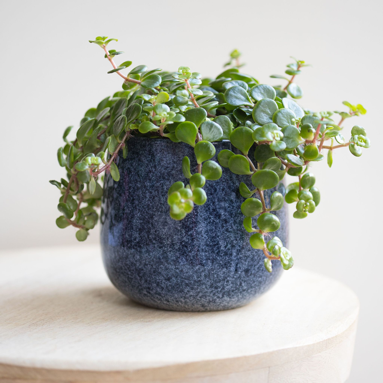 Sedum 'Himalayan Skies' plant in a blue pot with vibrant green leaves.